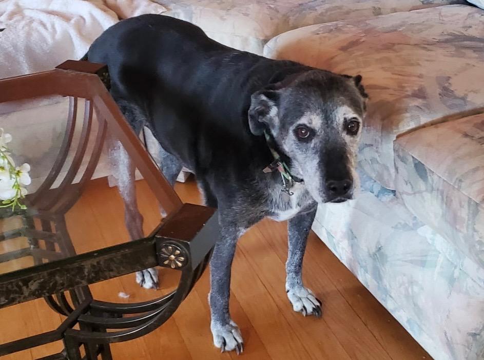 Enlarge Bella, a Adopted mixed breed in Crossville, TN image 4/6