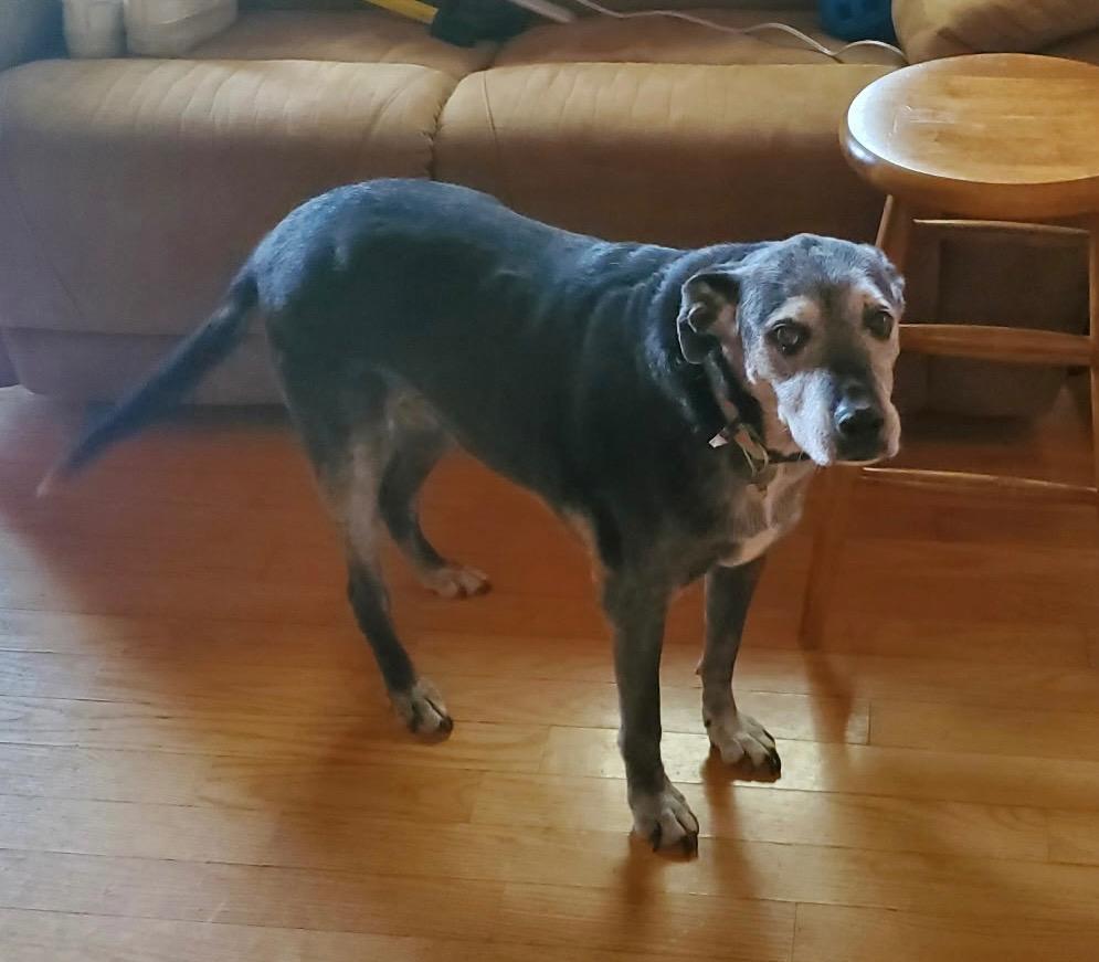 Enlarge Bella, a Adopted mixed breed in Crossville, TN image 5/6