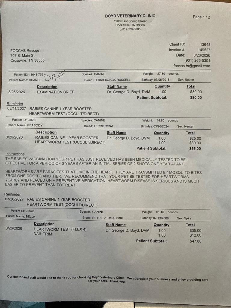 Enlarge Bella, a Adopted mixed breed in Crossville, TN image 6/6