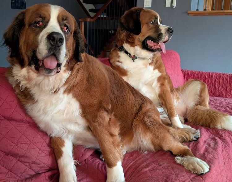 Boofy  Bonded Pair thumbnail 2