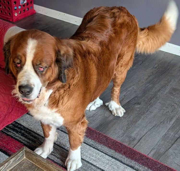 Boofy  Bonded Pair thumbnail 4