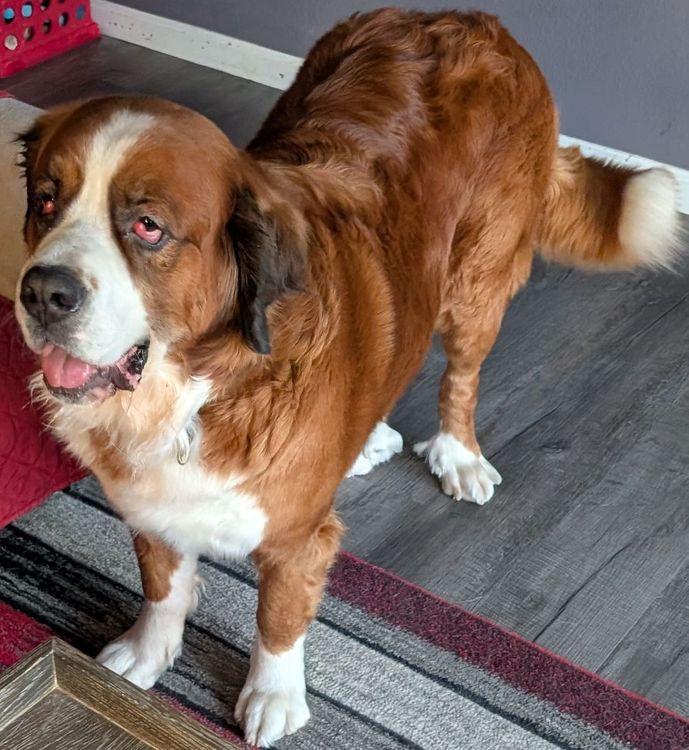 Boofy  Bonded Pair thumbnail 5