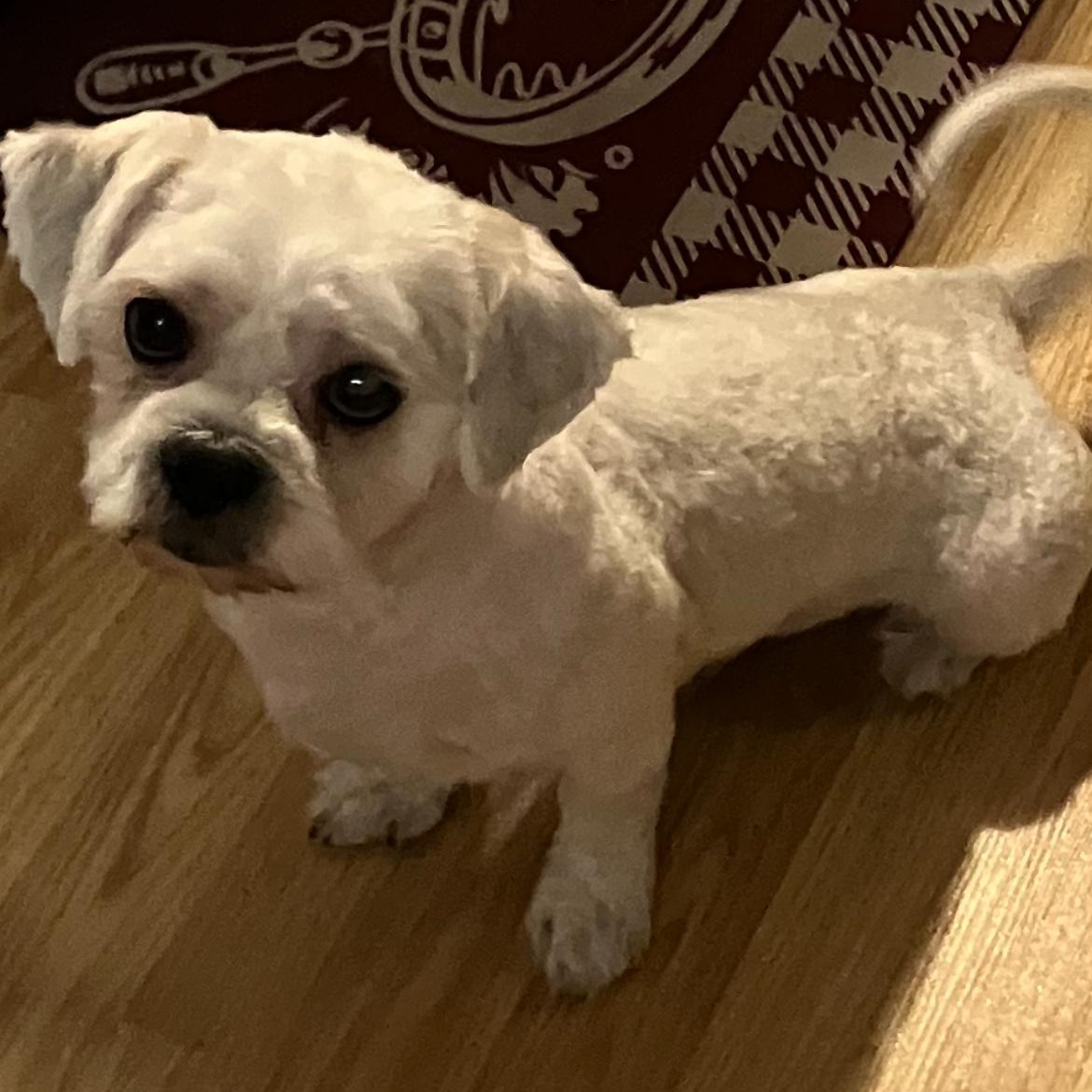 Enlarge Max, a ADOPTABLE Mixed Breed in Franklin, IN image 1/1