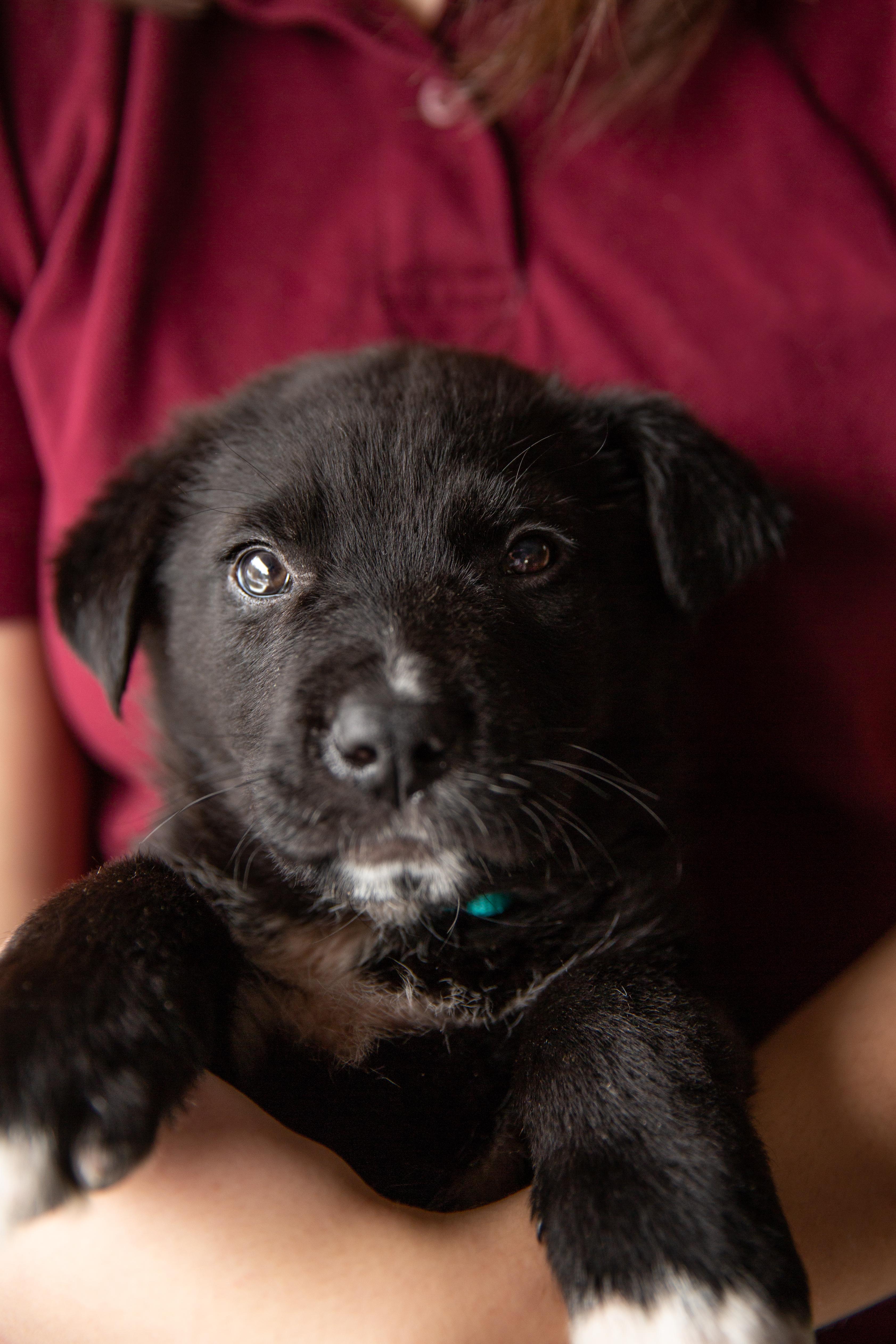 Billie, adopted, Puppy Female Mixed Breed.