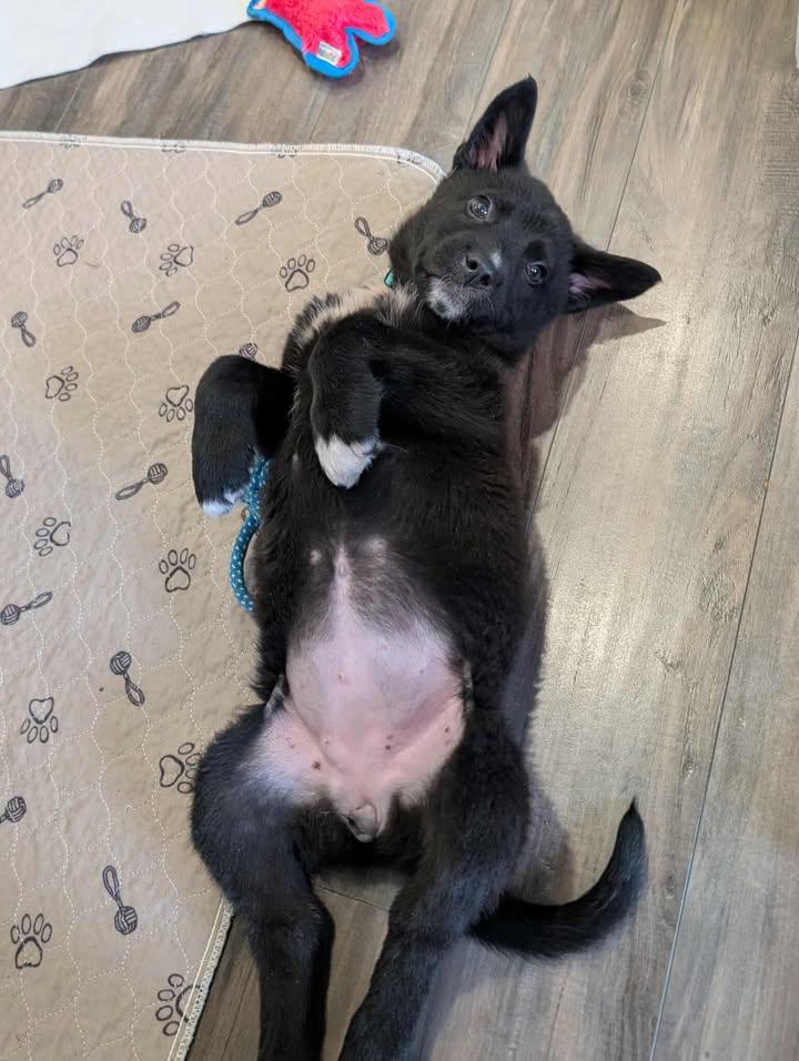 Enlarge Billie, an adopted Mixed Breed in Chesterville, ON image 2/4