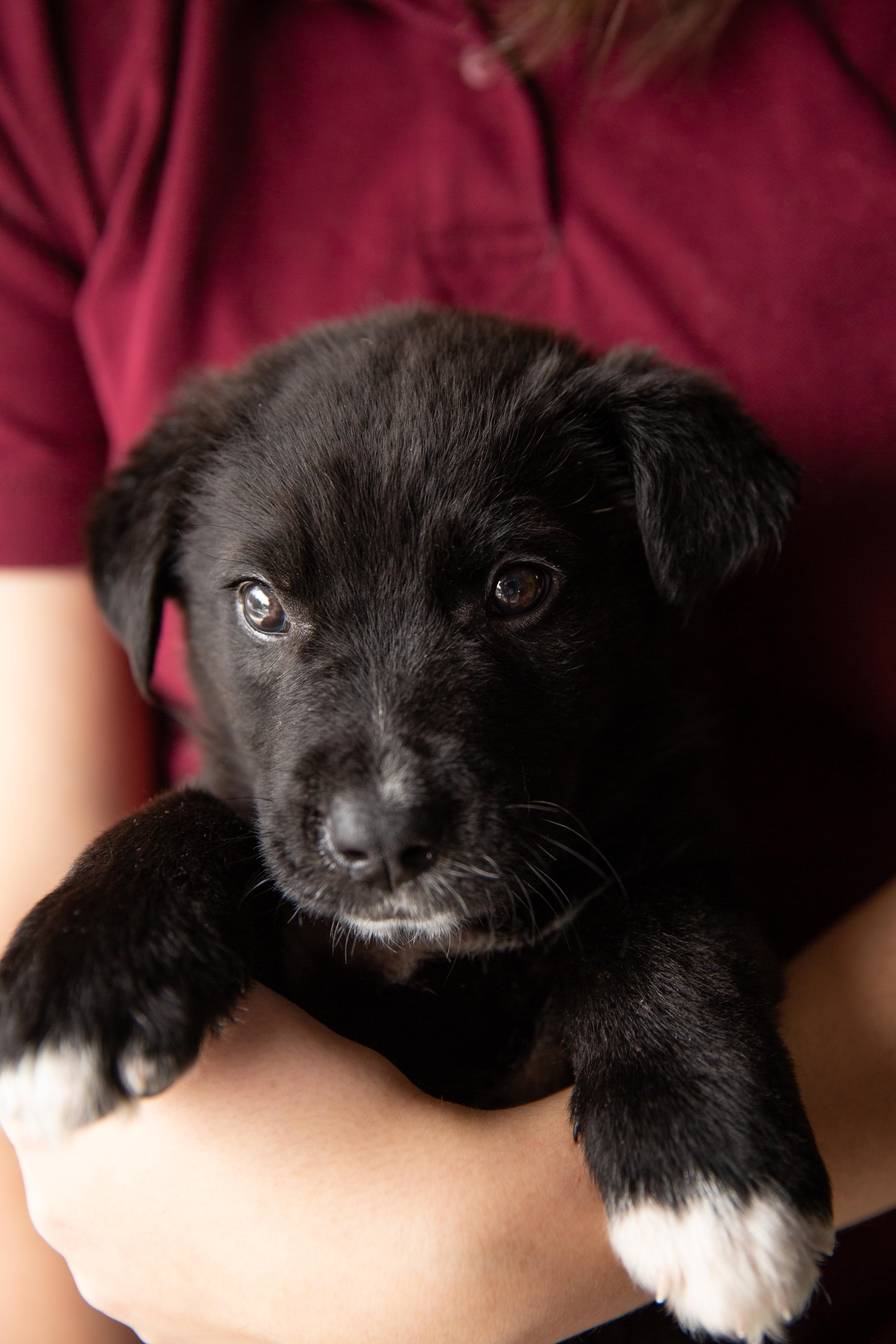 Enlarge Billie, an adopted Mixed Breed in Chesterville, ON image 4/4