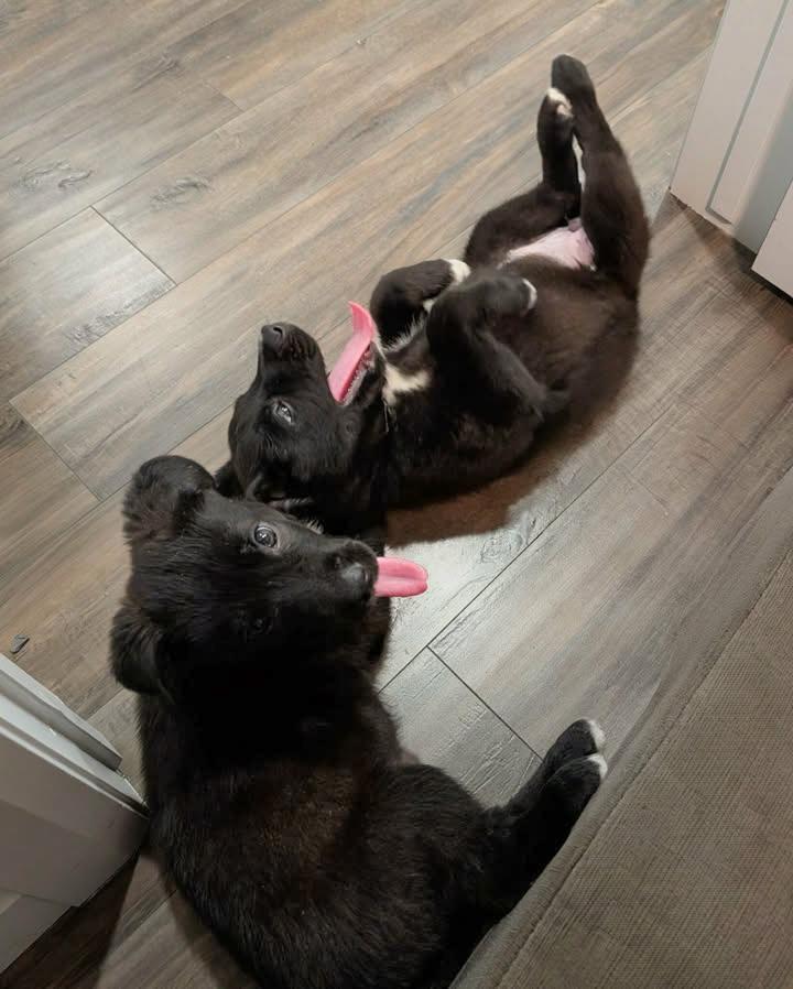 Enlarge Billie, an adopted Mixed Breed in Chesterville, ON image 3/4