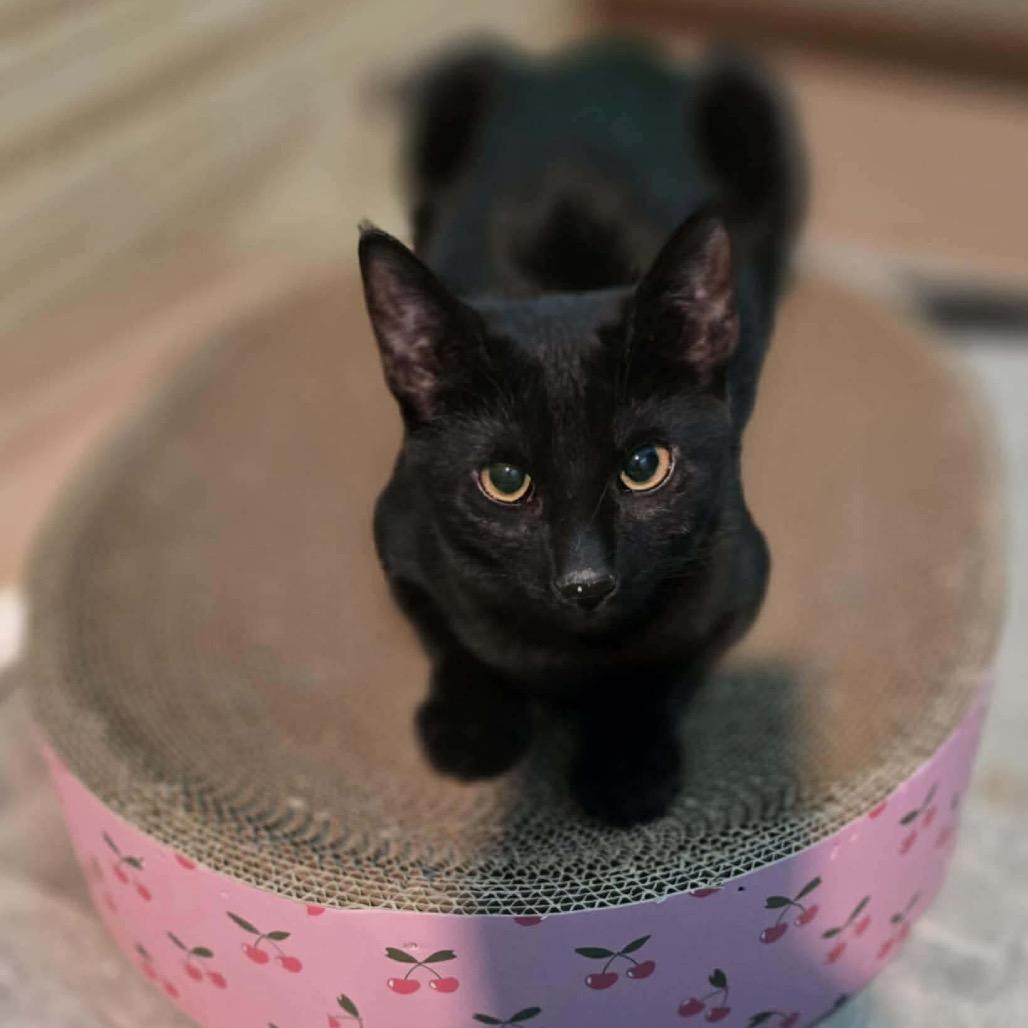 Claudette, Adoptable, Young Female Domestic Short Hair.