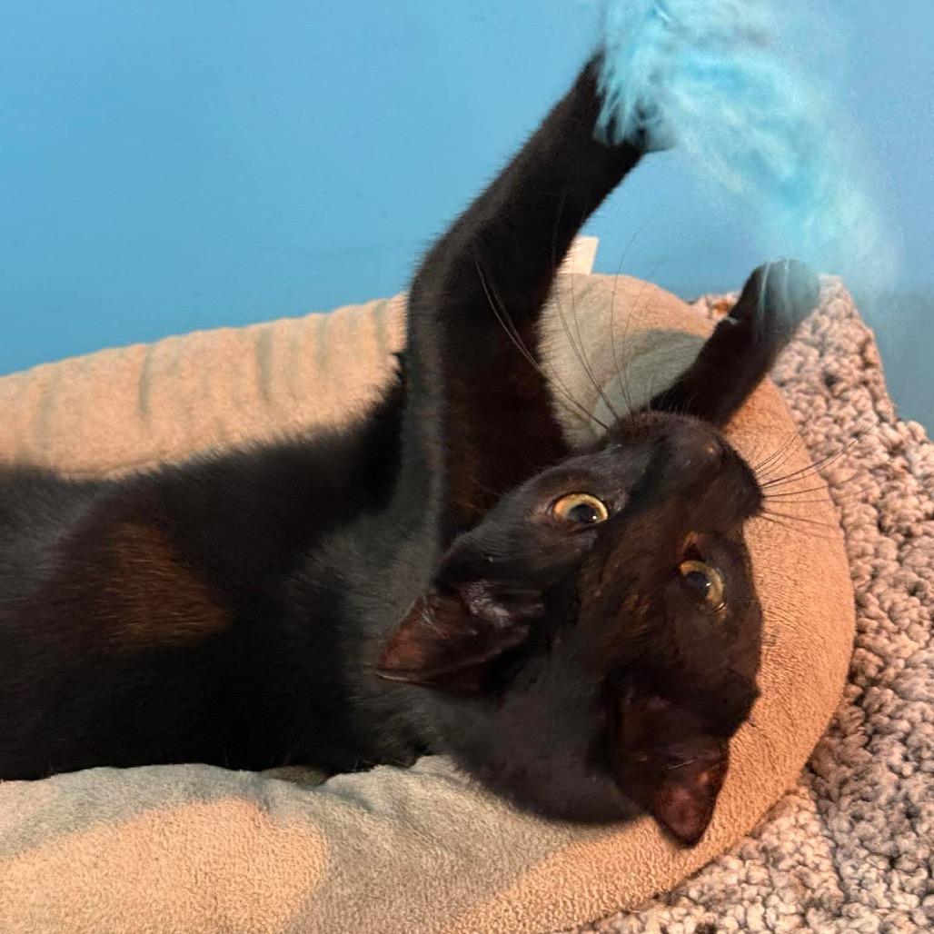 Enlarge Claudette, a Adoptable Domestic Short Hair in Mundelein, IL image 2/6