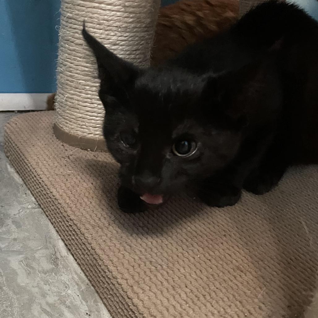 Enlarge Claudette, a Adoptable Domestic Short Hair in Mundelein, IL image 1/2