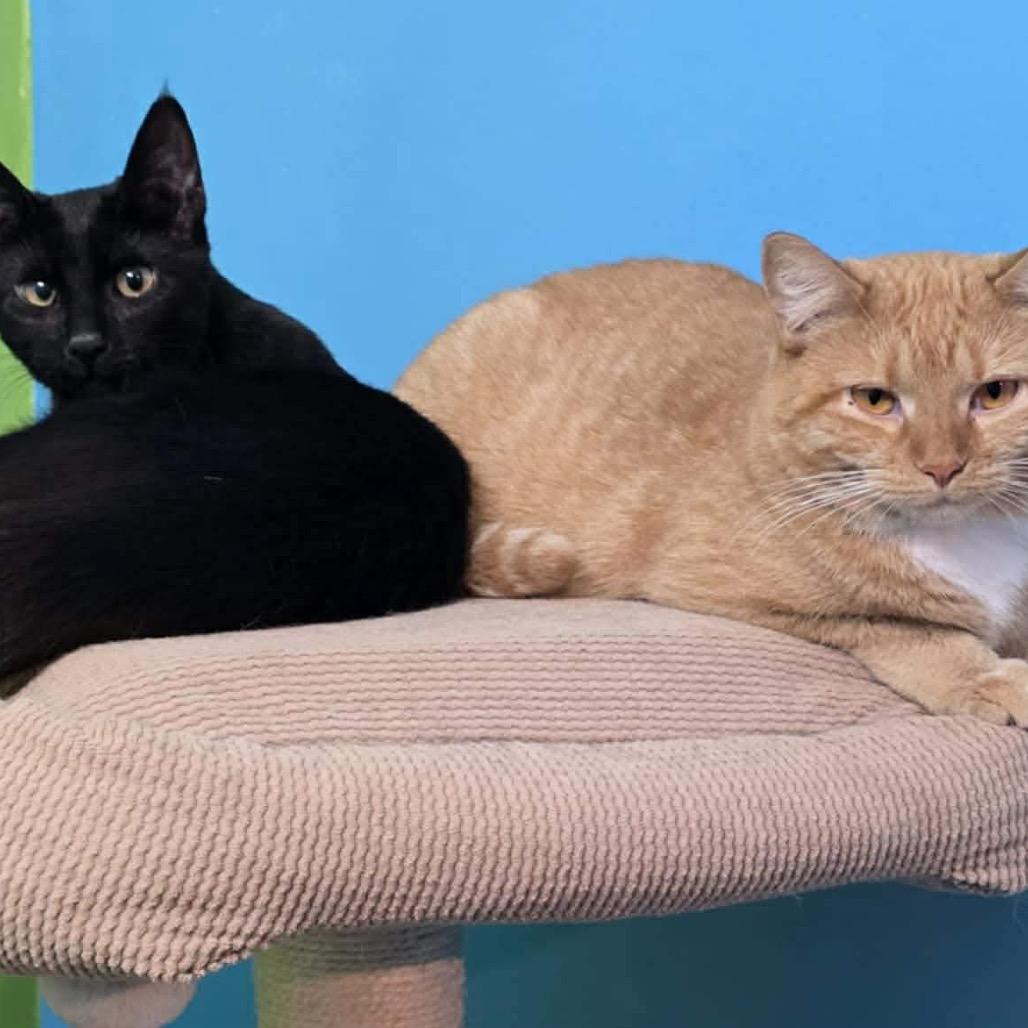 Enlarge Claudette, a Adoptable Domestic Short Hair in Mundelein, IL image 2/2