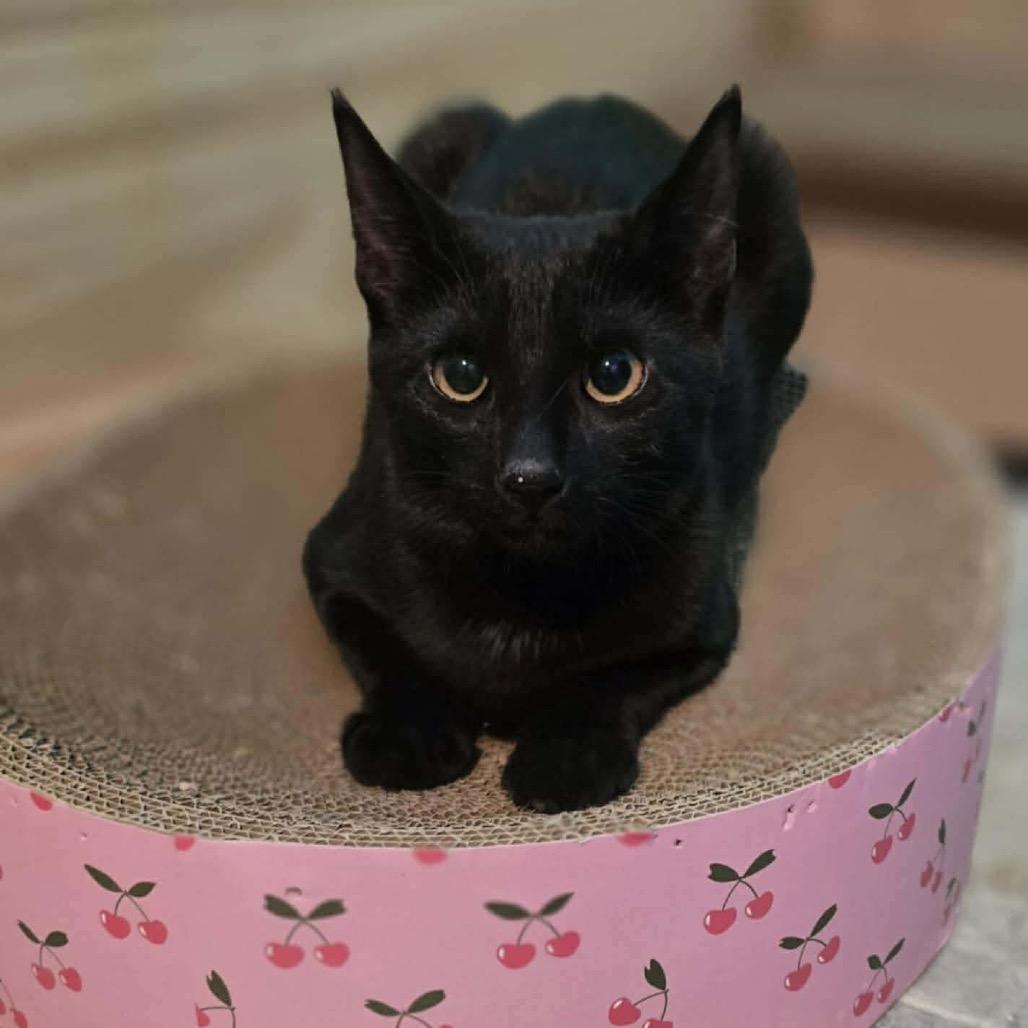 Enlarge Claudette, a Adoptable Domestic Short Hair in Mundelein, IL image 5/6