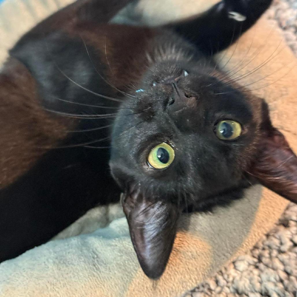Claudette, Adoptable, Young Female Domestic Short Hair.