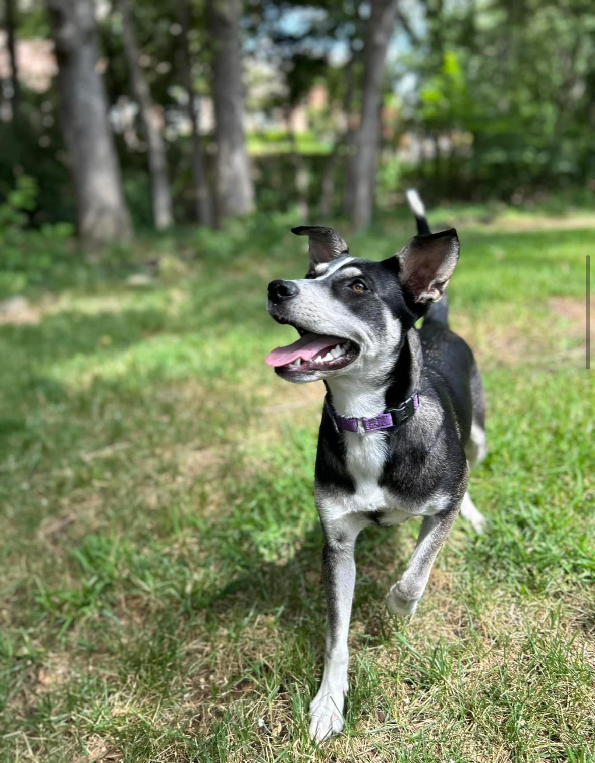 Charli Ann, a Adopted mixed breed in Southlake, TX image 1/4