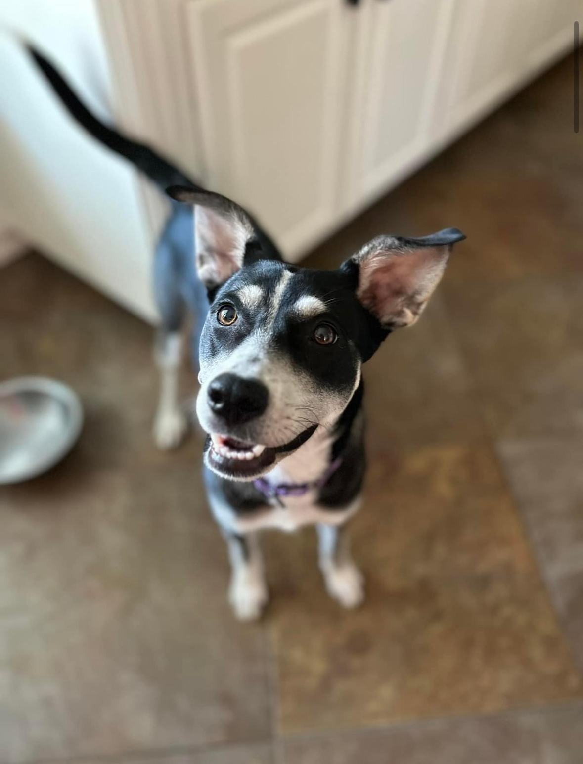 Charli Ann, a Adopted mixed breed in Southlake, TX image 2/4