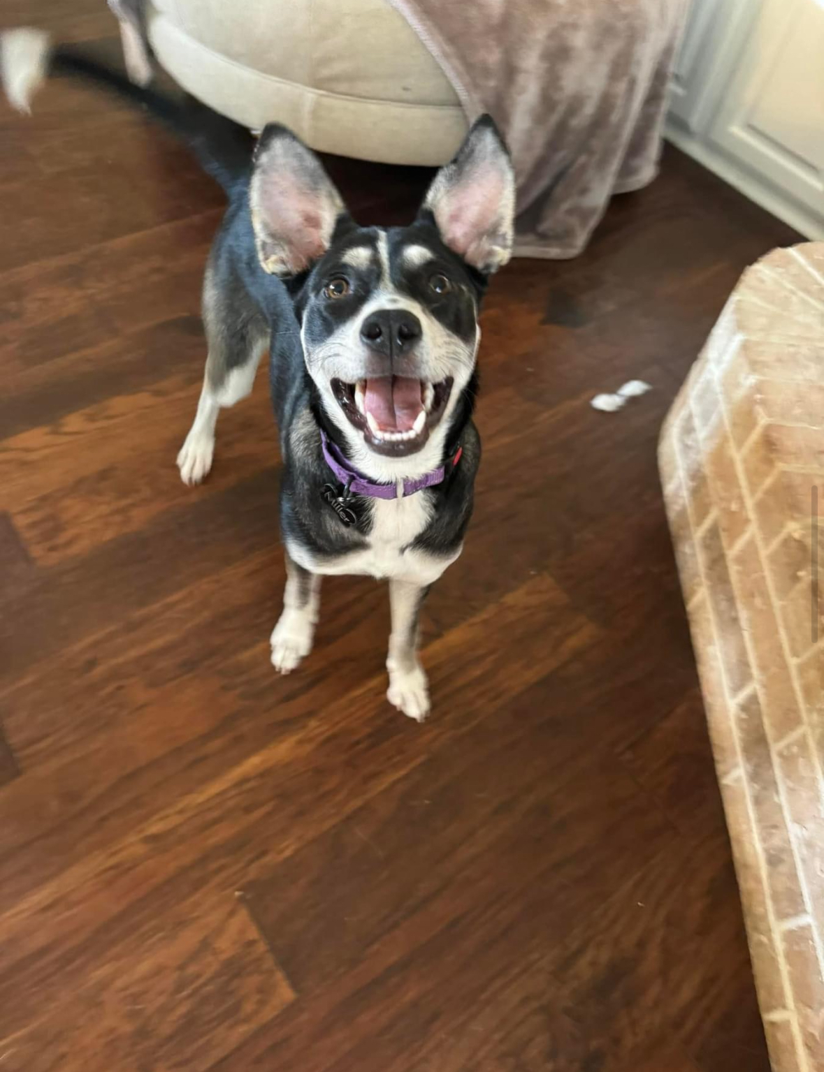 Charli Ann, a Adopted mixed breed in Southlake, TX image 3/4