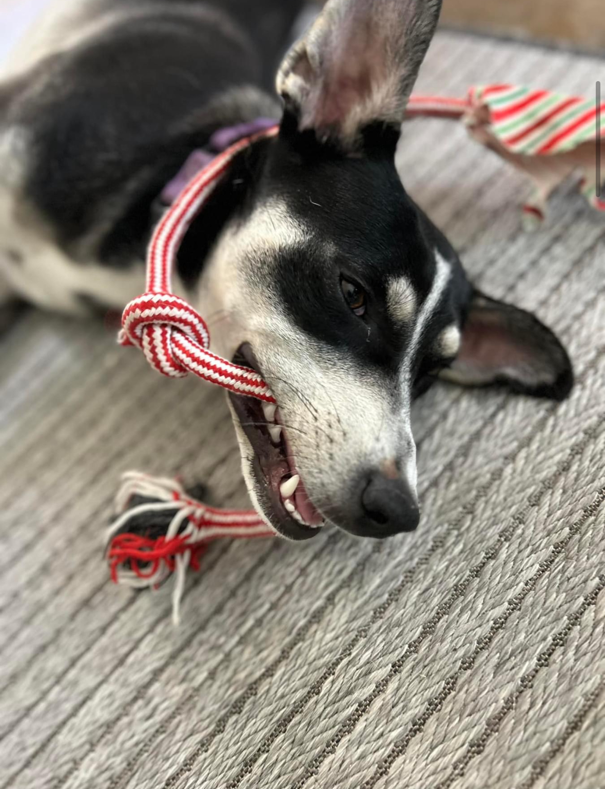 Charli Ann, a Adopted mixed breed in Southlake, TX image 4/4