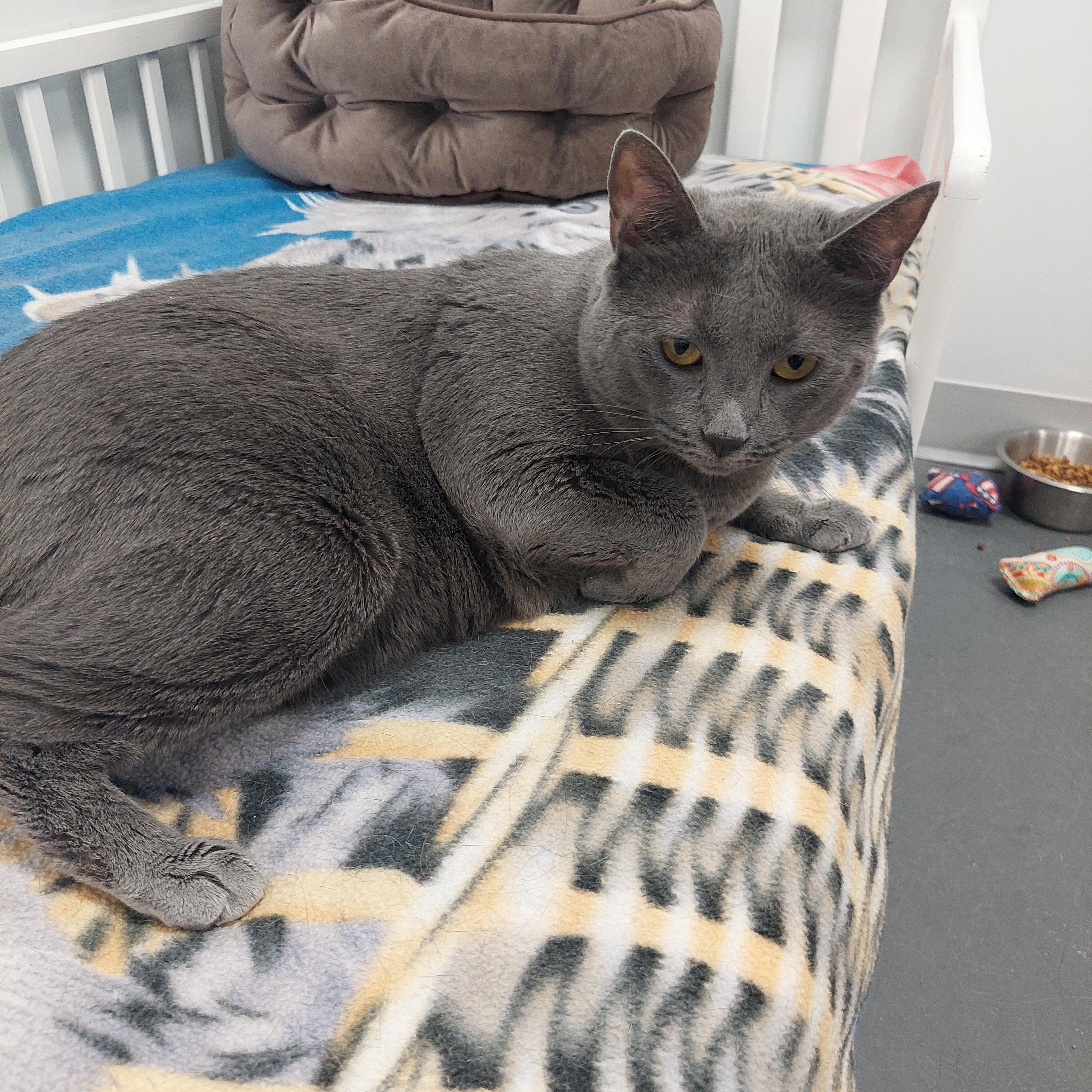 Julia, a Adoptable Domestic Short Hair in Williamsport, PA image 2/2