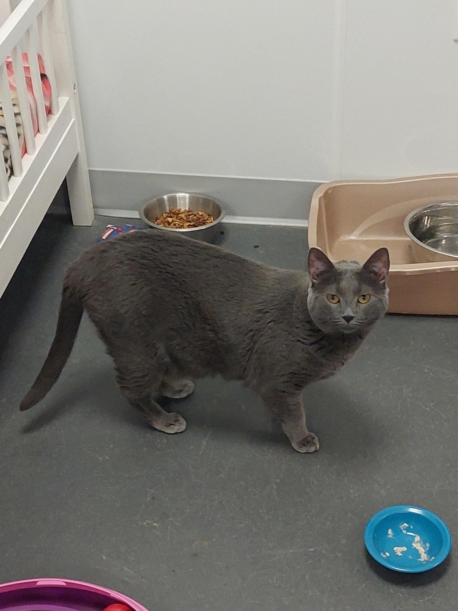 Julia, Adoptable, Adult Female Domestic Short Hair.