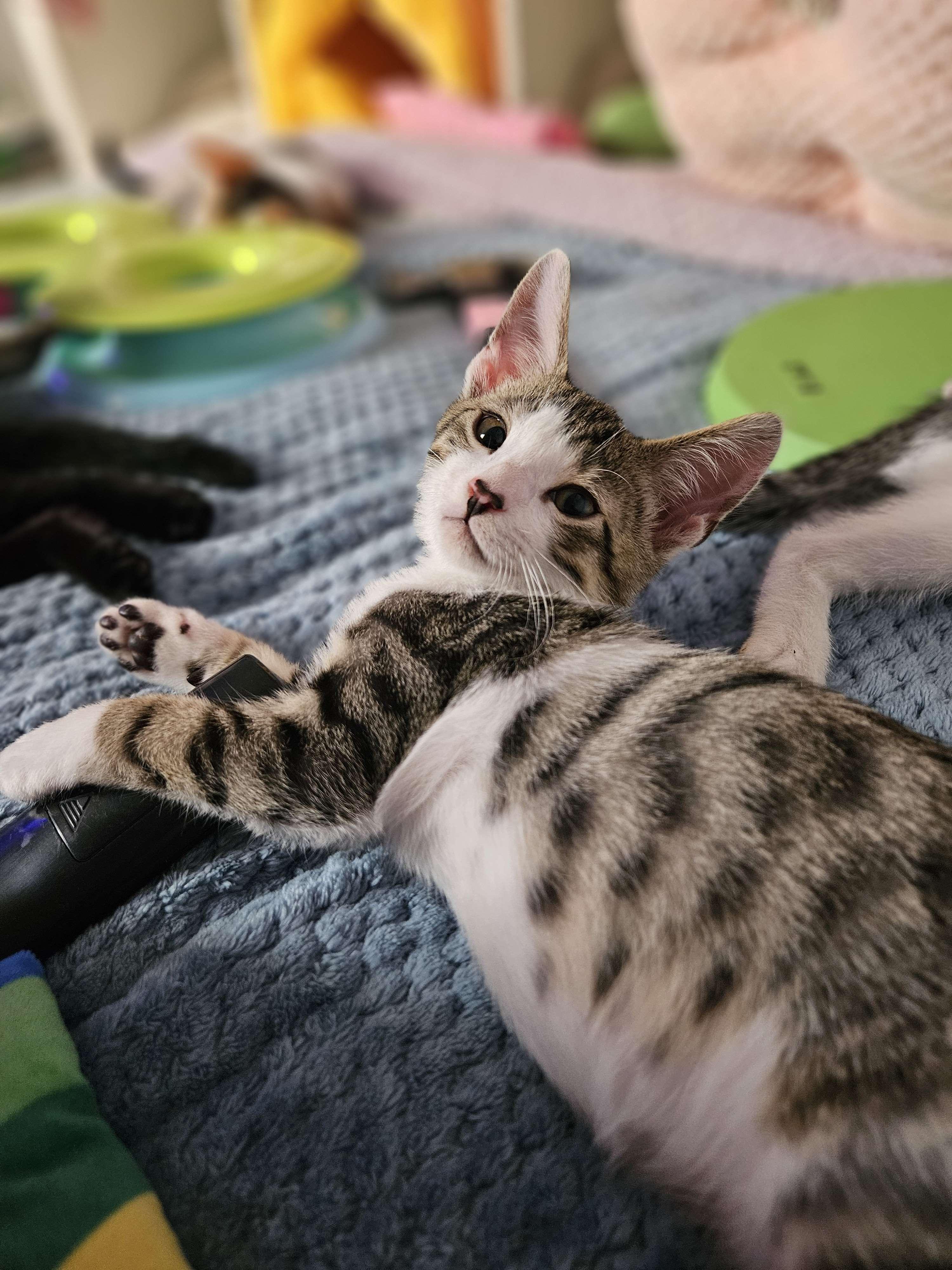 Daijin, Baby Male Domestic Short Hair