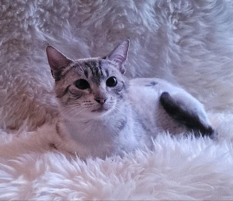 Lagetha, Adoptable, Adult Female Snowshoe.