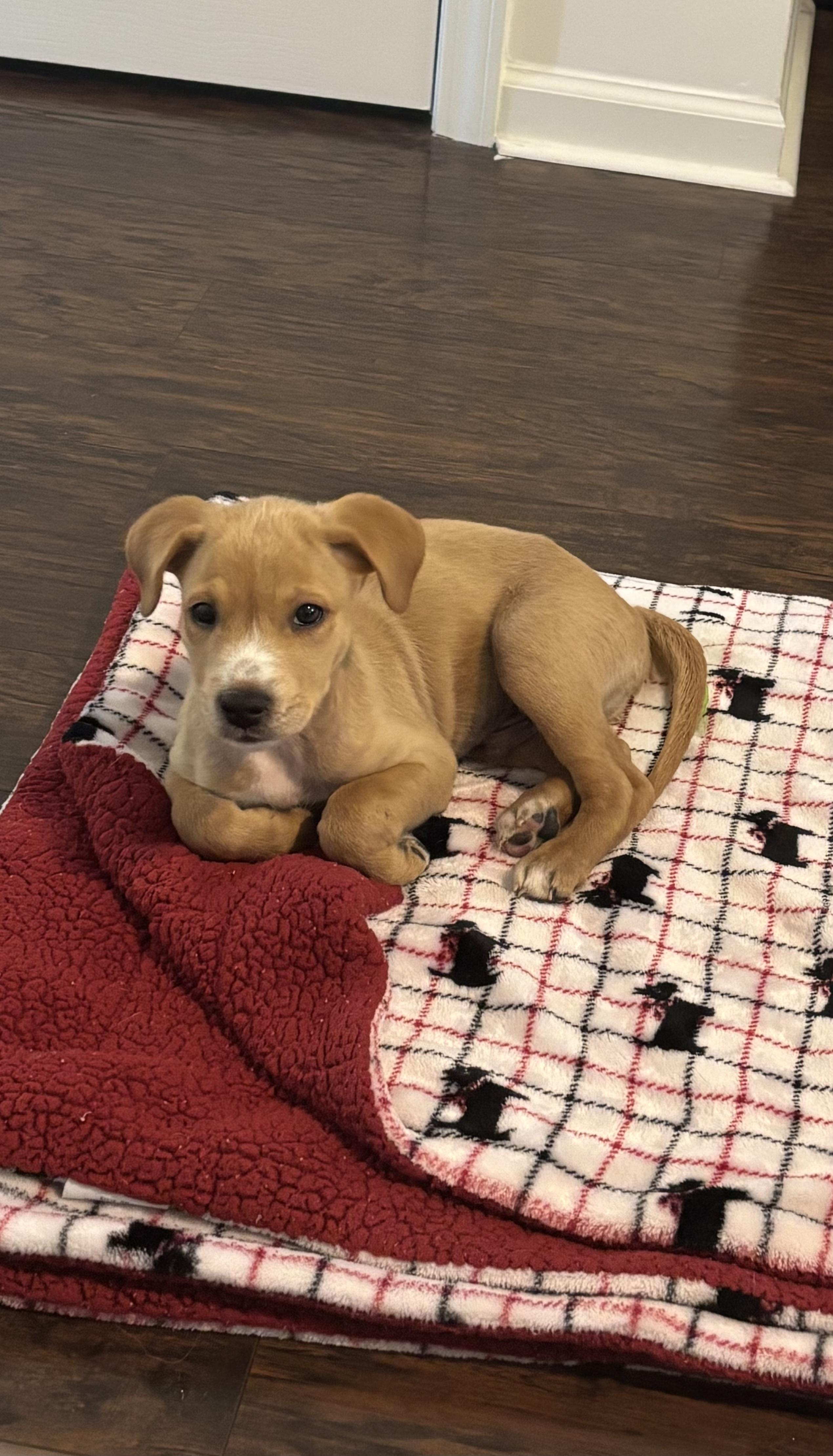 Enlarge Charlie Brown, a Adoptable mixed breed in Waxhaw, NC image 2/2