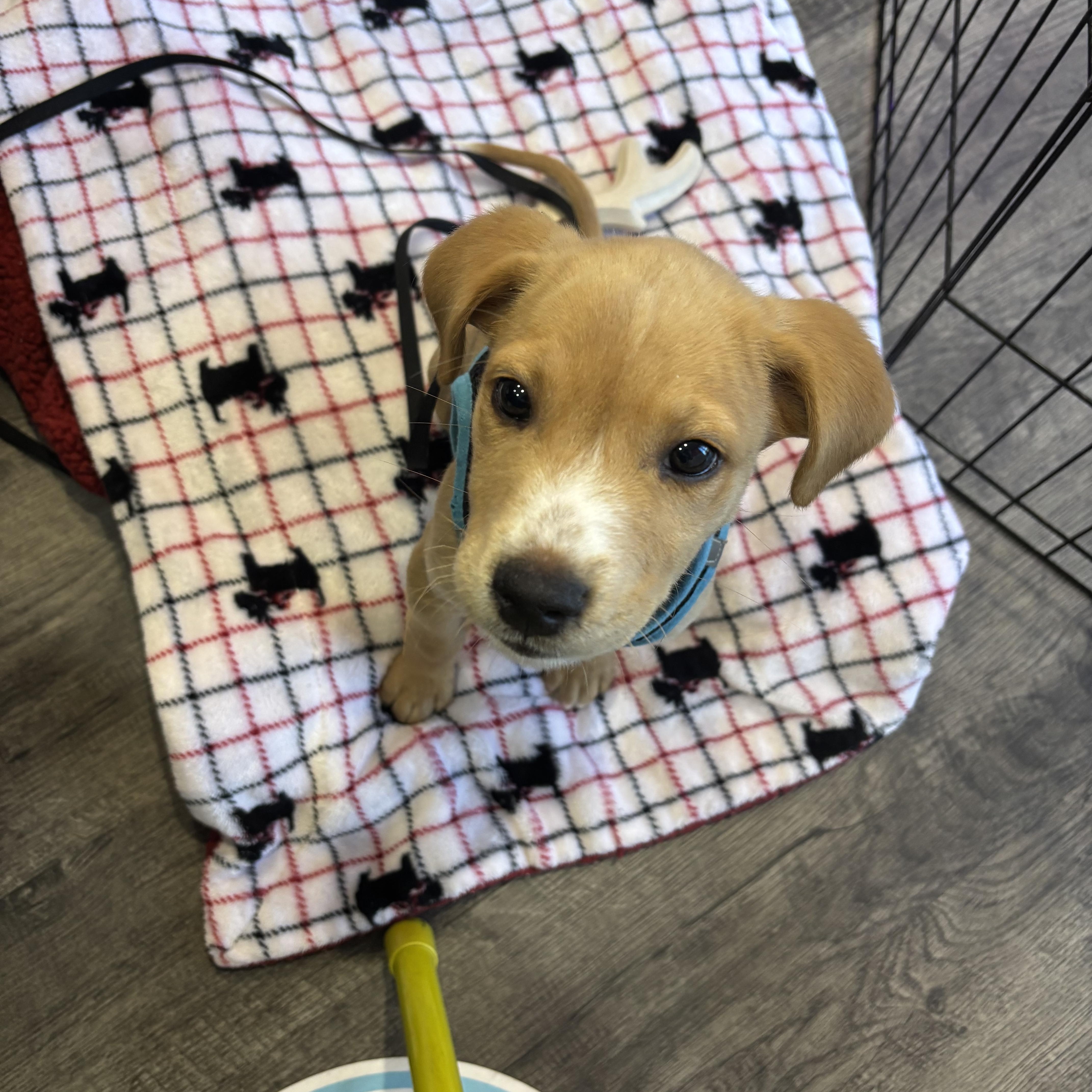 Enlarge Charlie Brown, a Adoptable mixed breed in Waxhaw, NC image 1/2