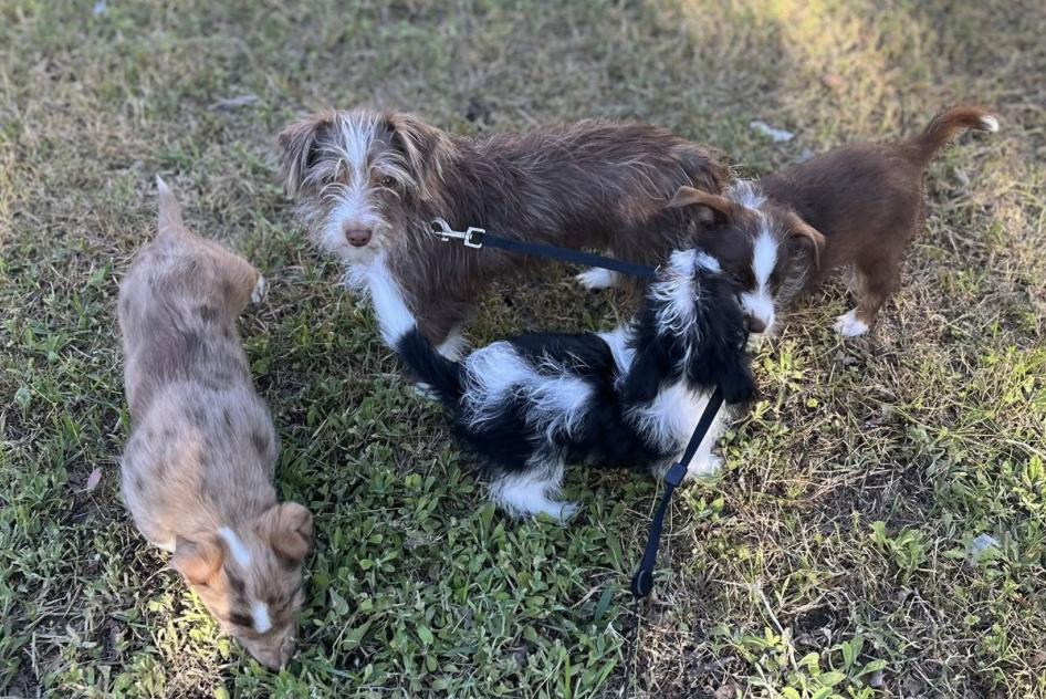 Applejack (Dolly PAWton litter), Adoptable, Puppy Male Australian Shepherd & Yorkshire Terrier.