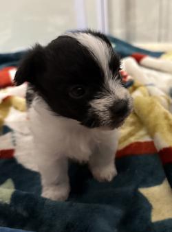 Enlarge Applejack (Dolly PAWton litter), a Adoptable mixed breed in Arlington, TX image 2/3