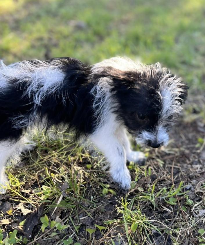 Enlarge Applejack (Dolly PAWton litter), a Adoptable mixed breed in Arlington, TX image 3/3