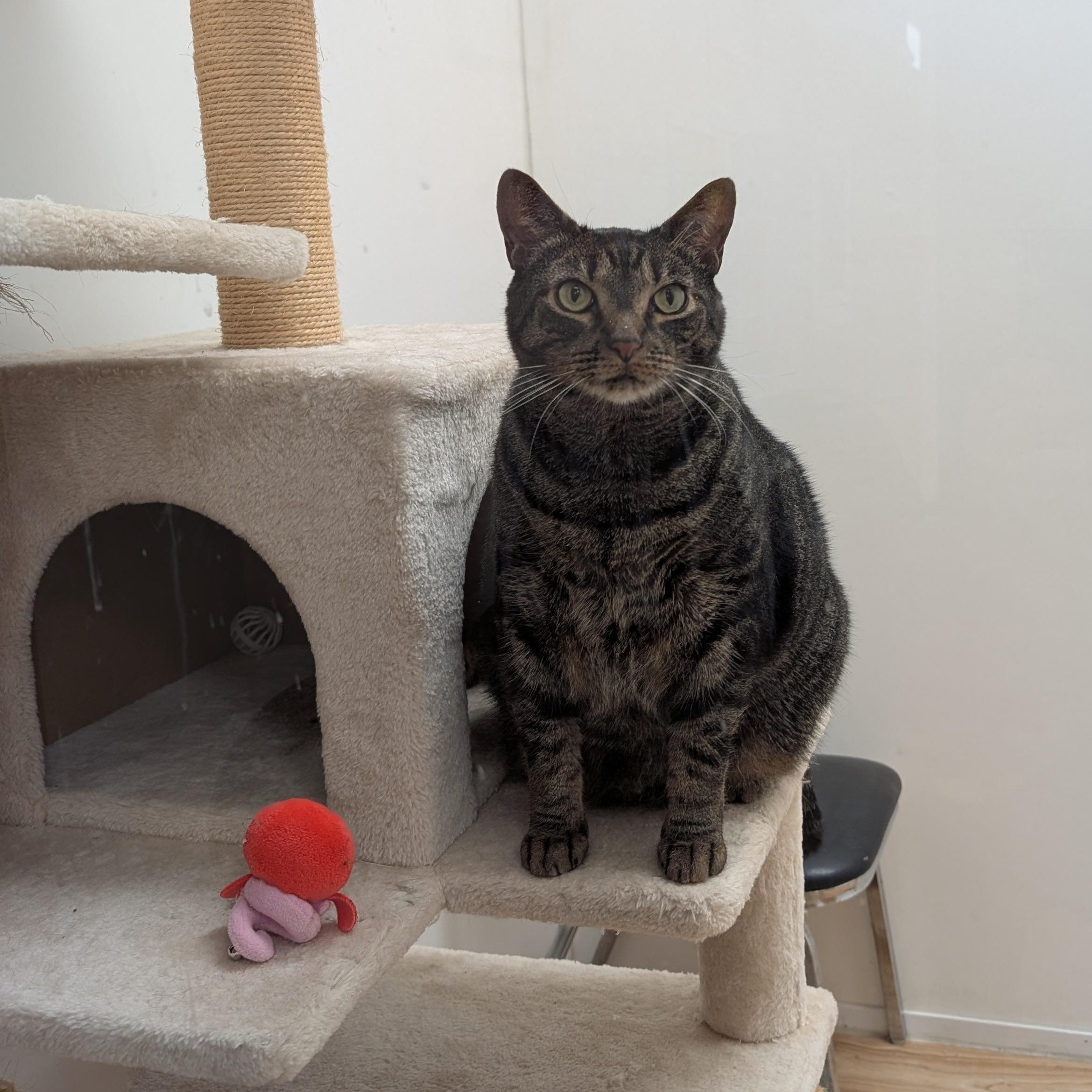 Enlarge Ben, a ADOPTABLE Domestic Short Hair in St. Augustine, FL image 4/6