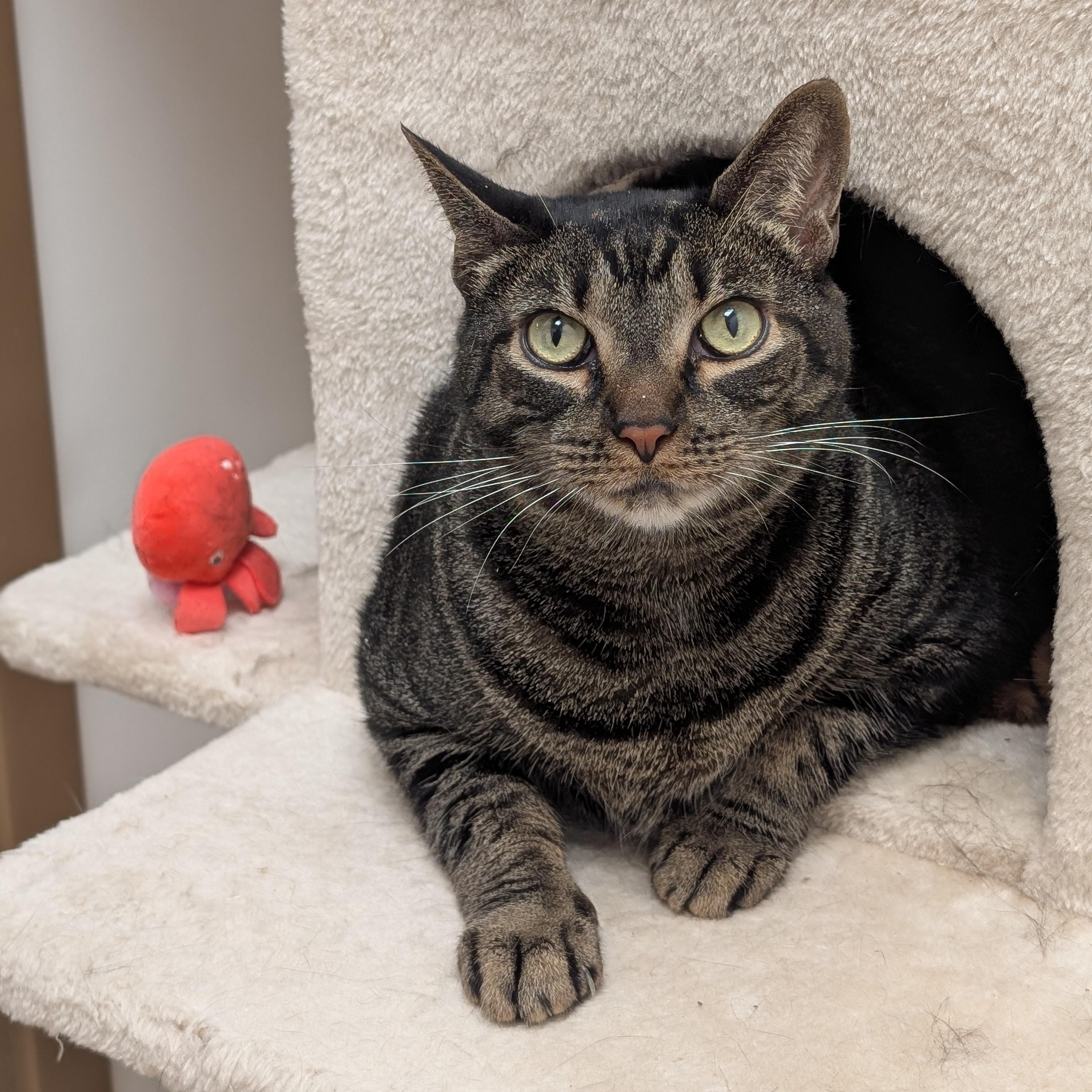 Enlarge Ben, a ADOPTABLE Domestic Short Hair in St. Augustine, FL image 1/6