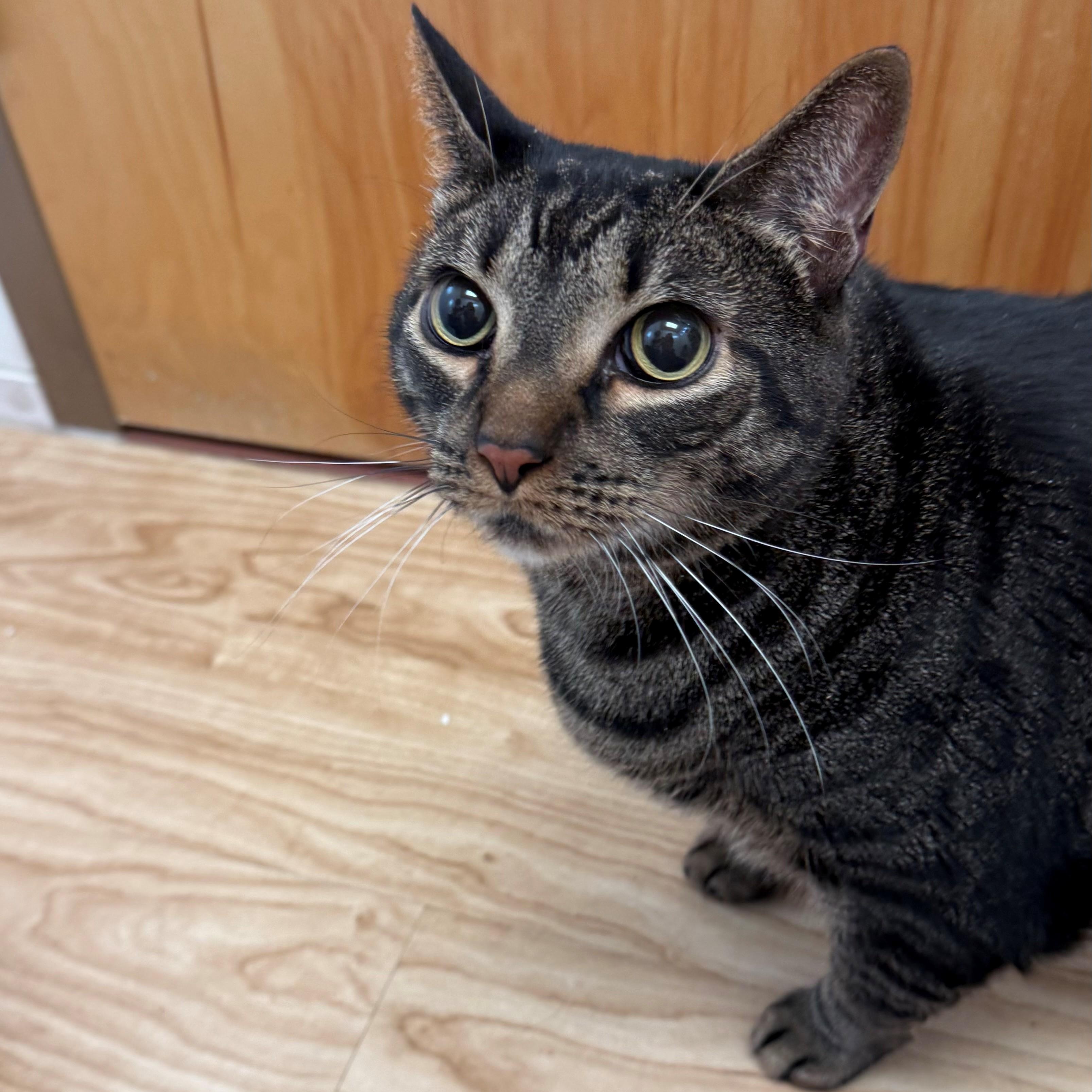 Ben, ADOPTABLE, Adult Male Domestic Short Hair.