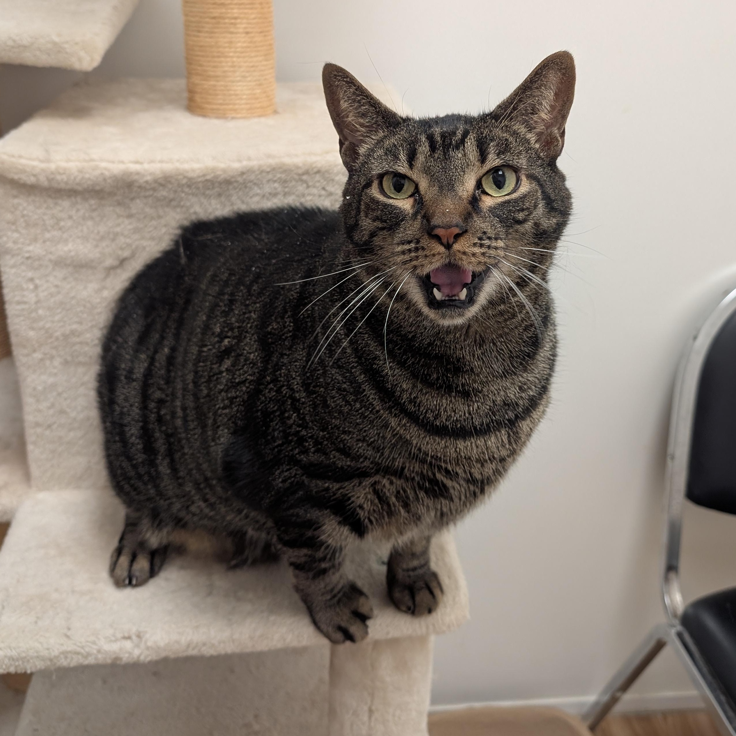 Enlarge Ben, a ADOPTABLE Domestic Short Hair in St. Augustine, FL image 5/6