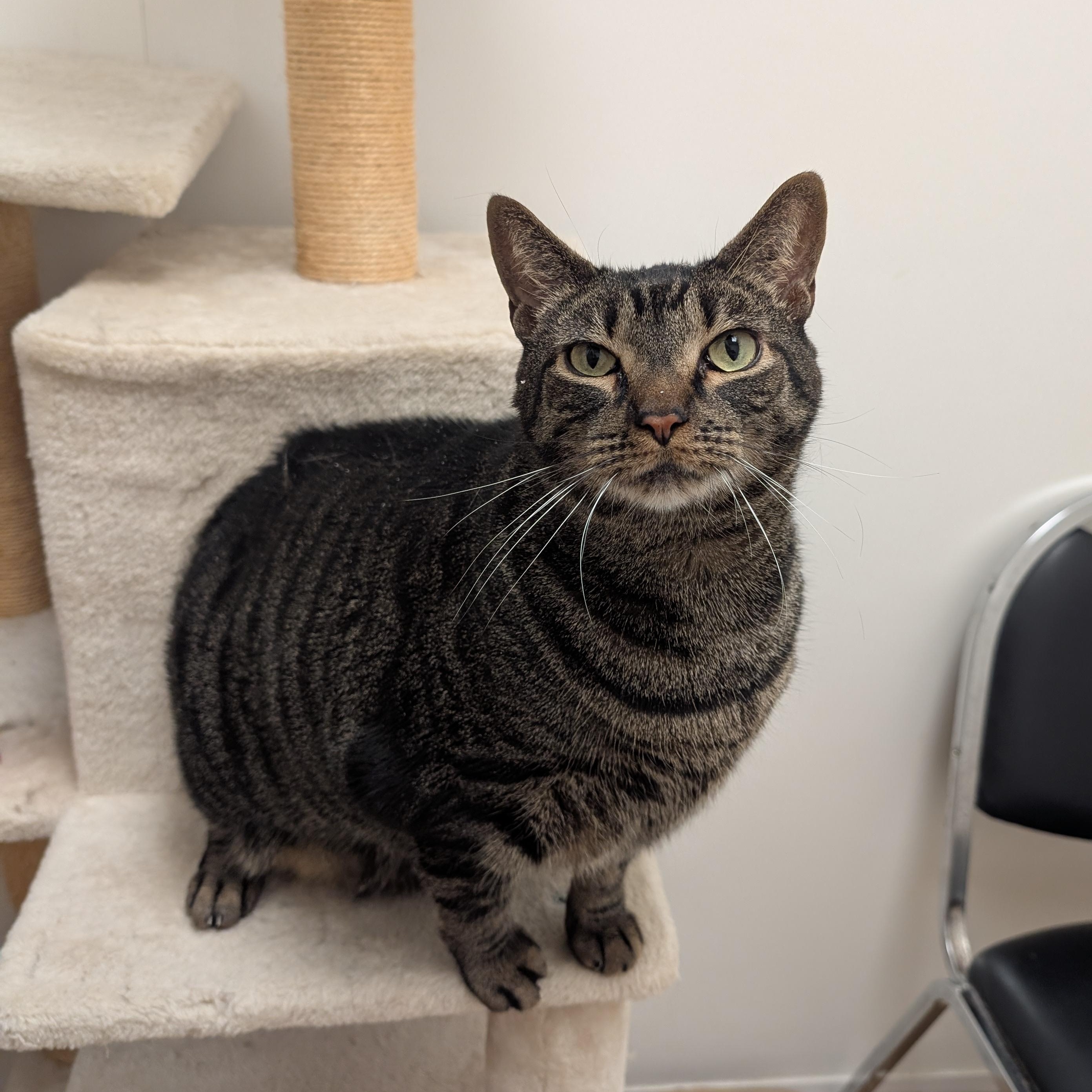 Enlarge Ben, a ADOPTABLE Domestic Short Hair in St. Augustine, FL image 2/6