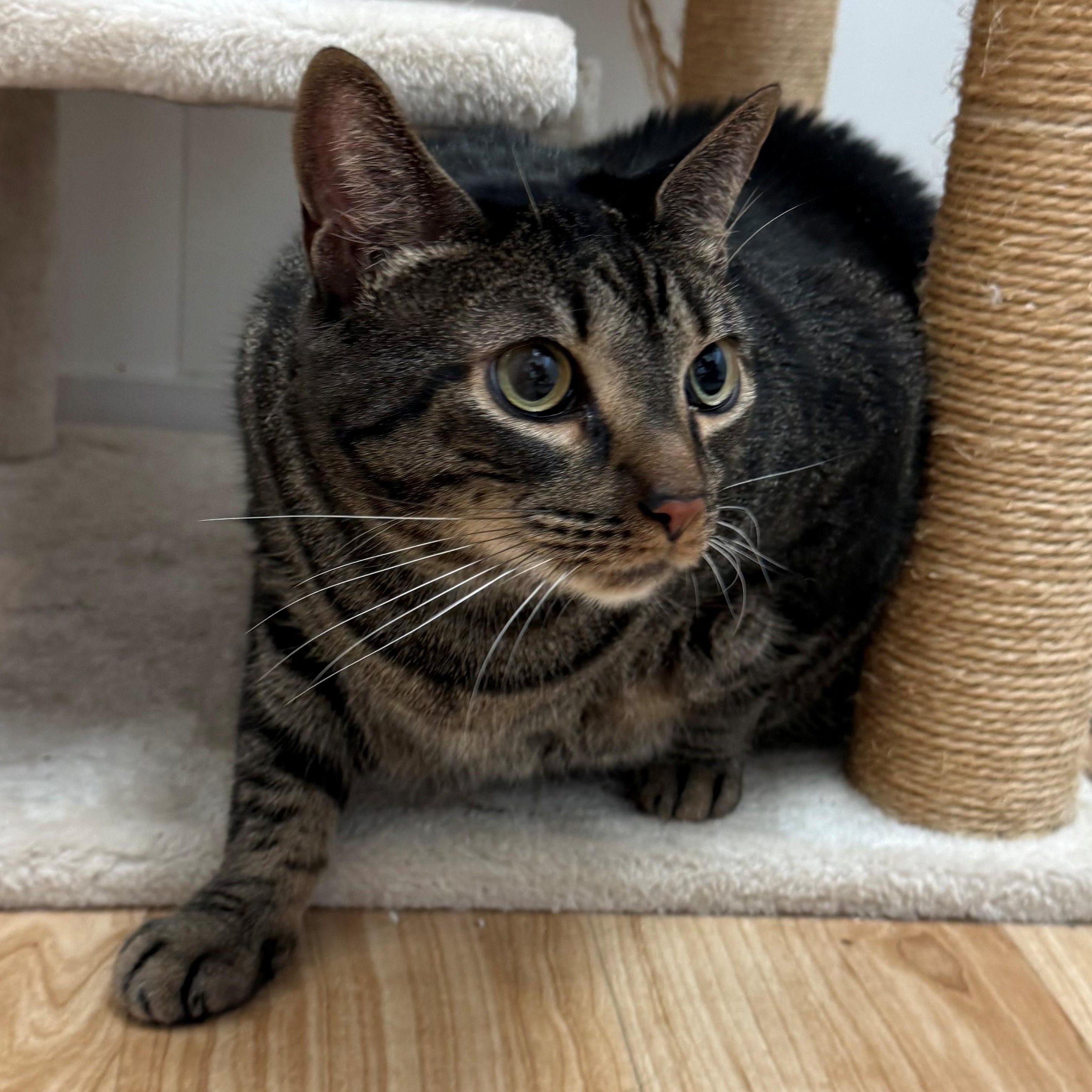Enlarge Ben, a ADOPTABLE Domestic Short Hair in St. Augustine, FL image 6/6