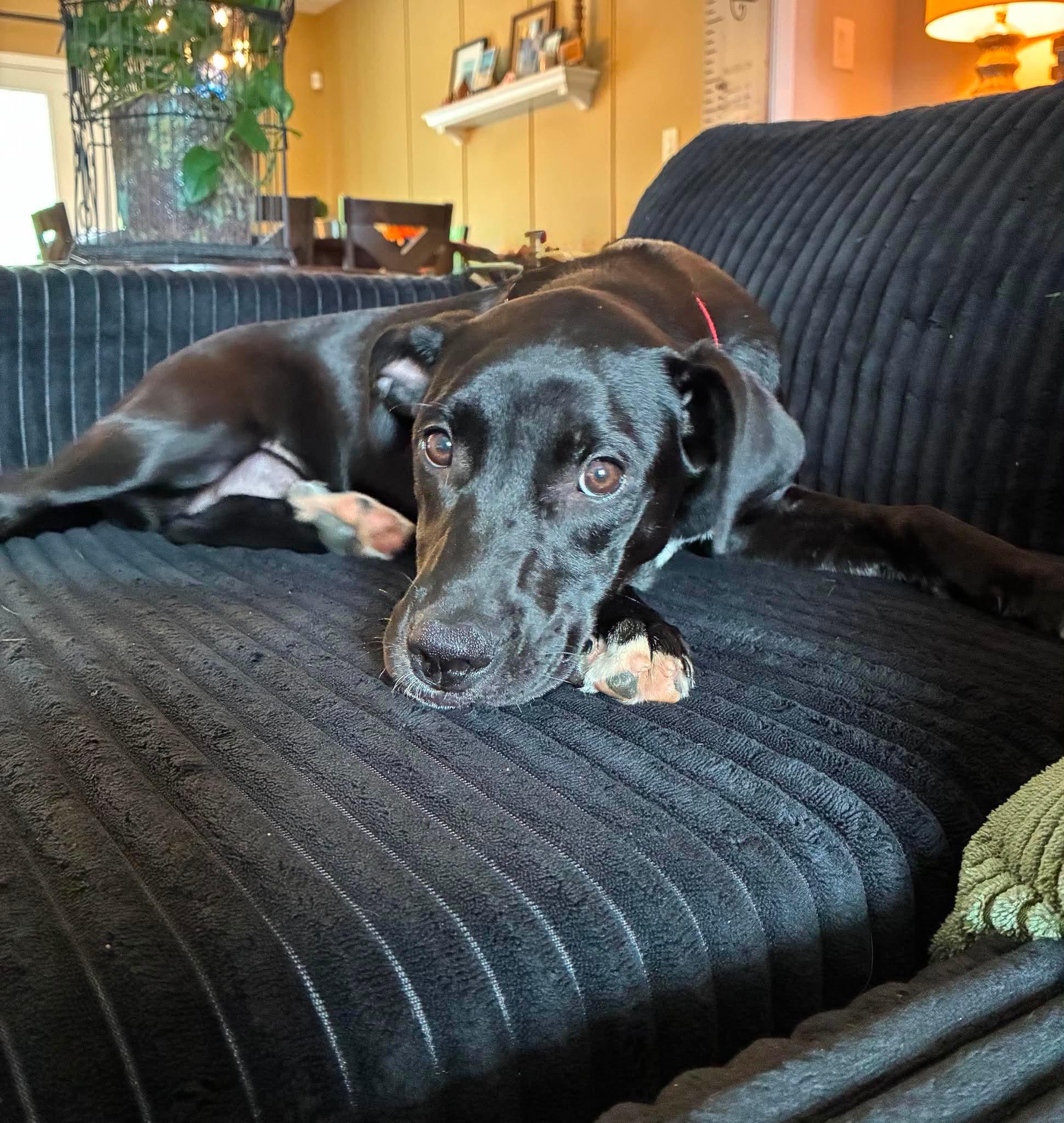 Caroline, ADOPTABLE, Puppy Female Black Labrador Retriever.