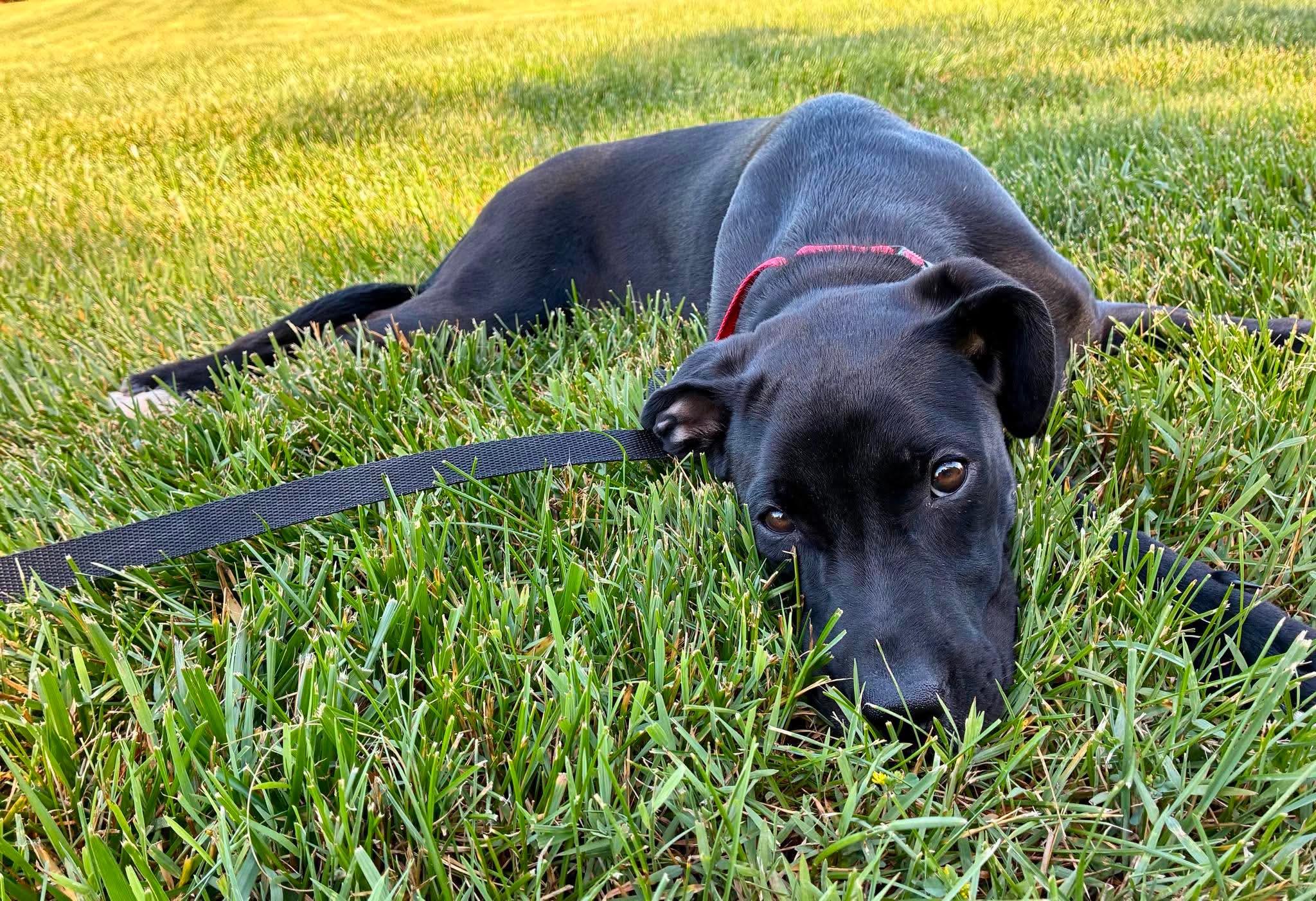 Caroline, a ADOPTABLE mixed breed in Highland, NY image 2/2