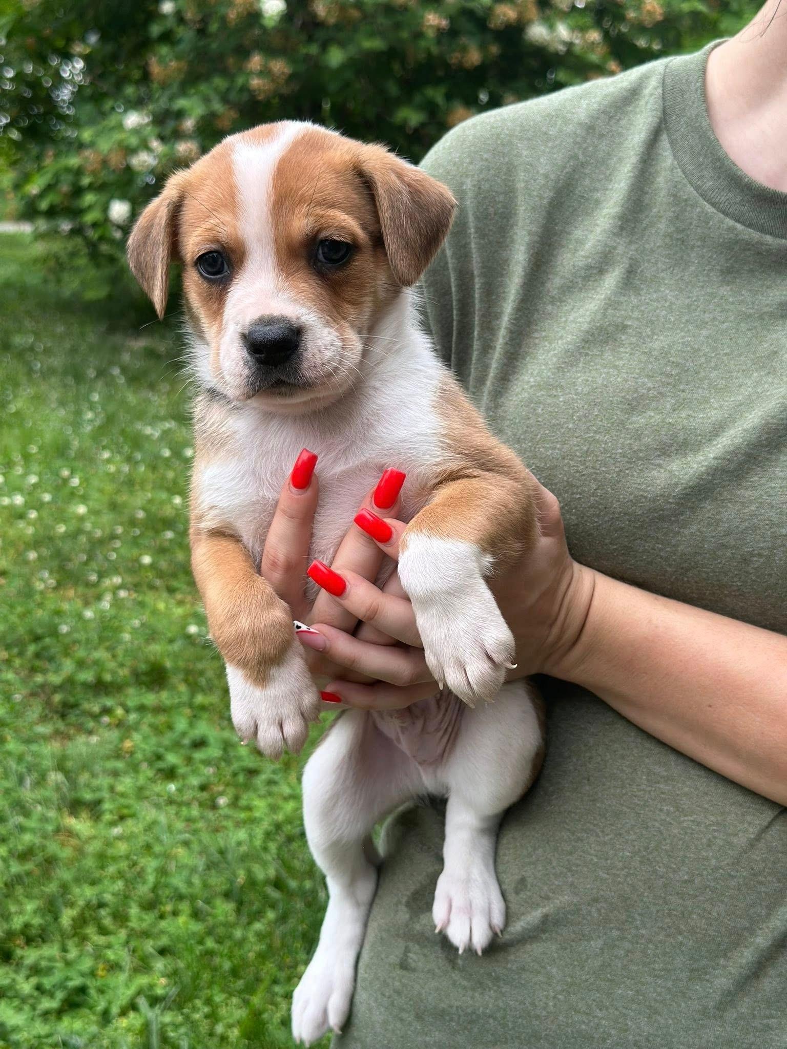Enlarge Rowdy, a Adoptable mixed breed in Shelton, CT image 1/1