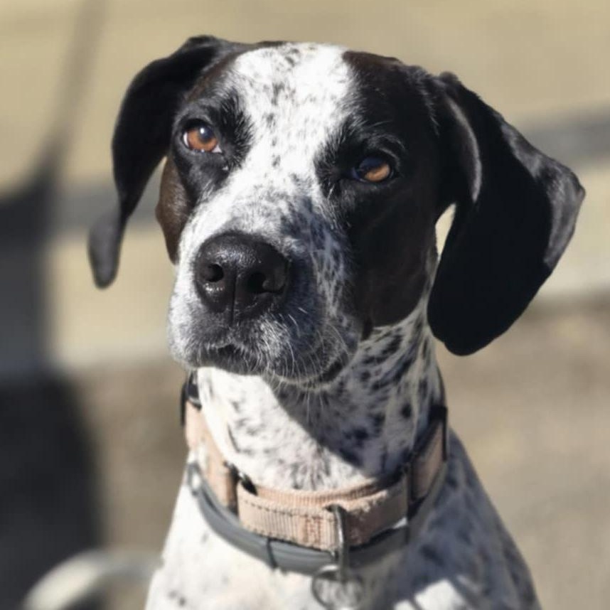 Willow (formerly Cara), an adoptable Pointer in Orange, VA, 22960 | Photo Image 1