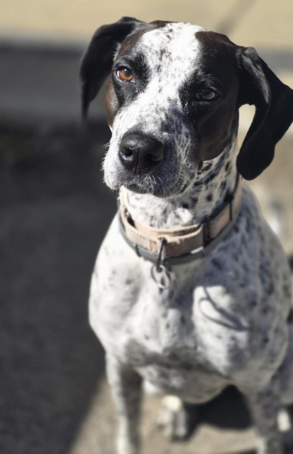 Willow (formerly Cara), an adoptable Pointer in Orange, VA, 22960 | Photo Image 3