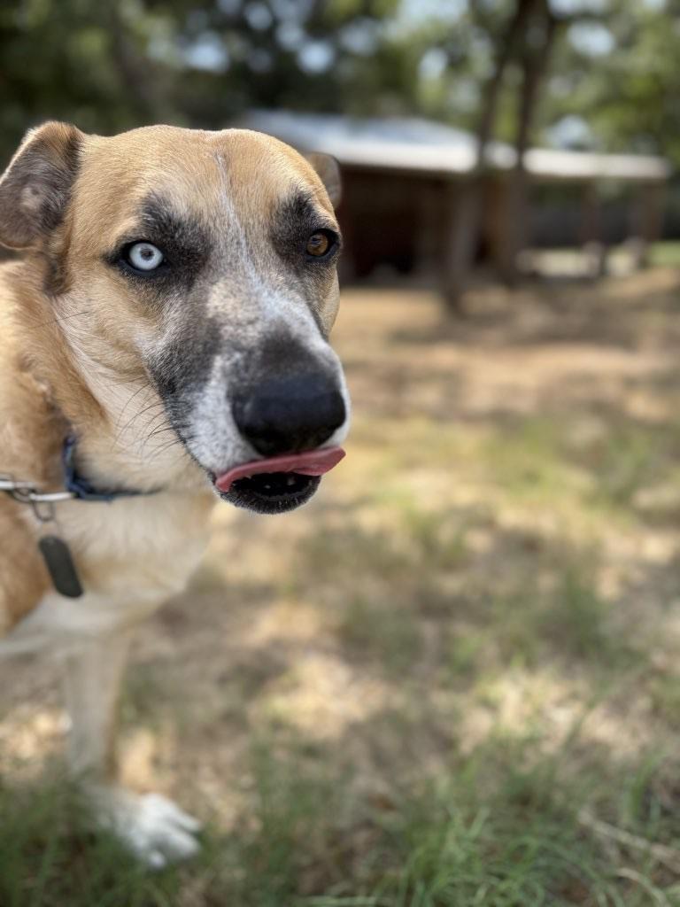 Enlarge Merlin, a Adoptable mixed breed in Texarkana, TX image 4/6
