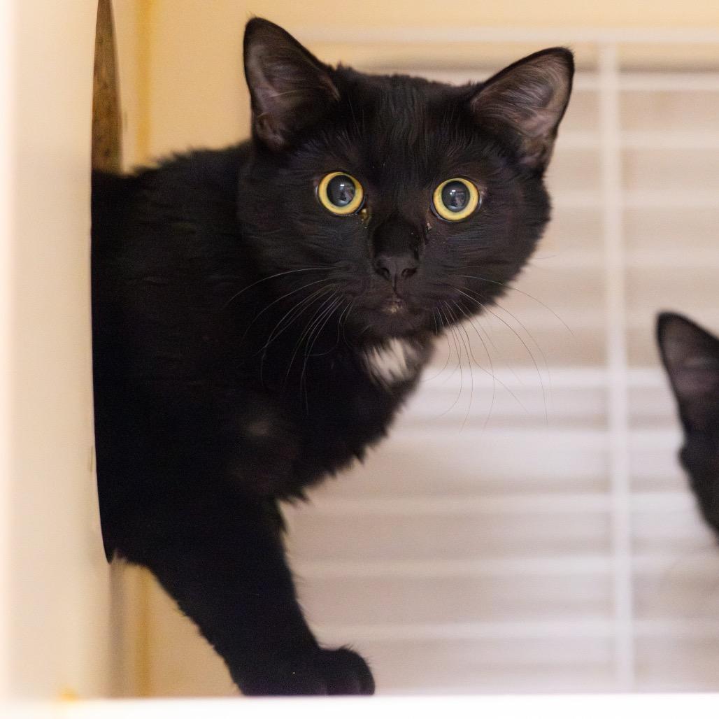 Jack (Bonded with Oogie Boogie)