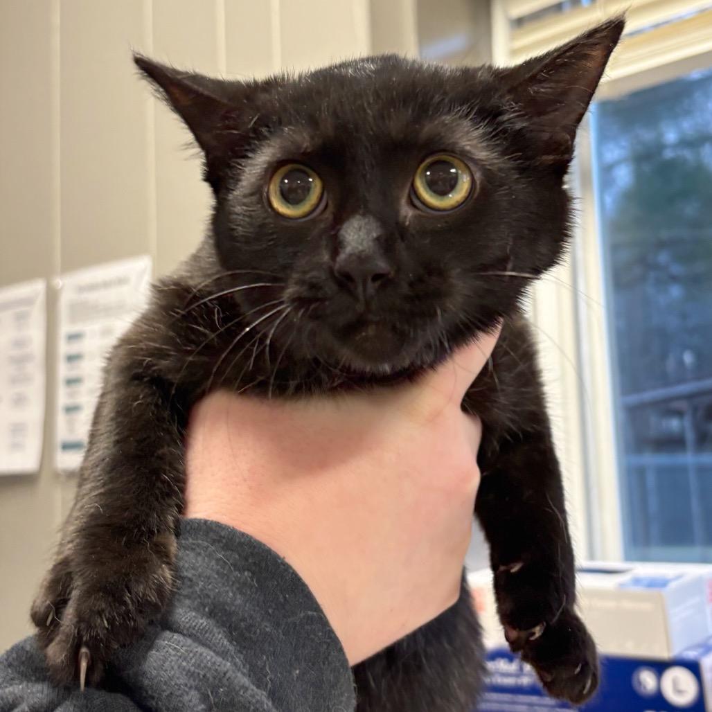 Jack (Bonded with Oogie Boogie) — thumbnail 2