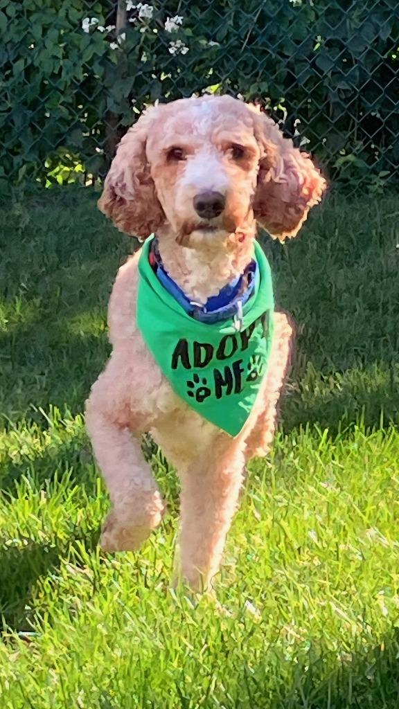 Kermit, Adoptable, Adult Male Labrador Retriever & Poodle.