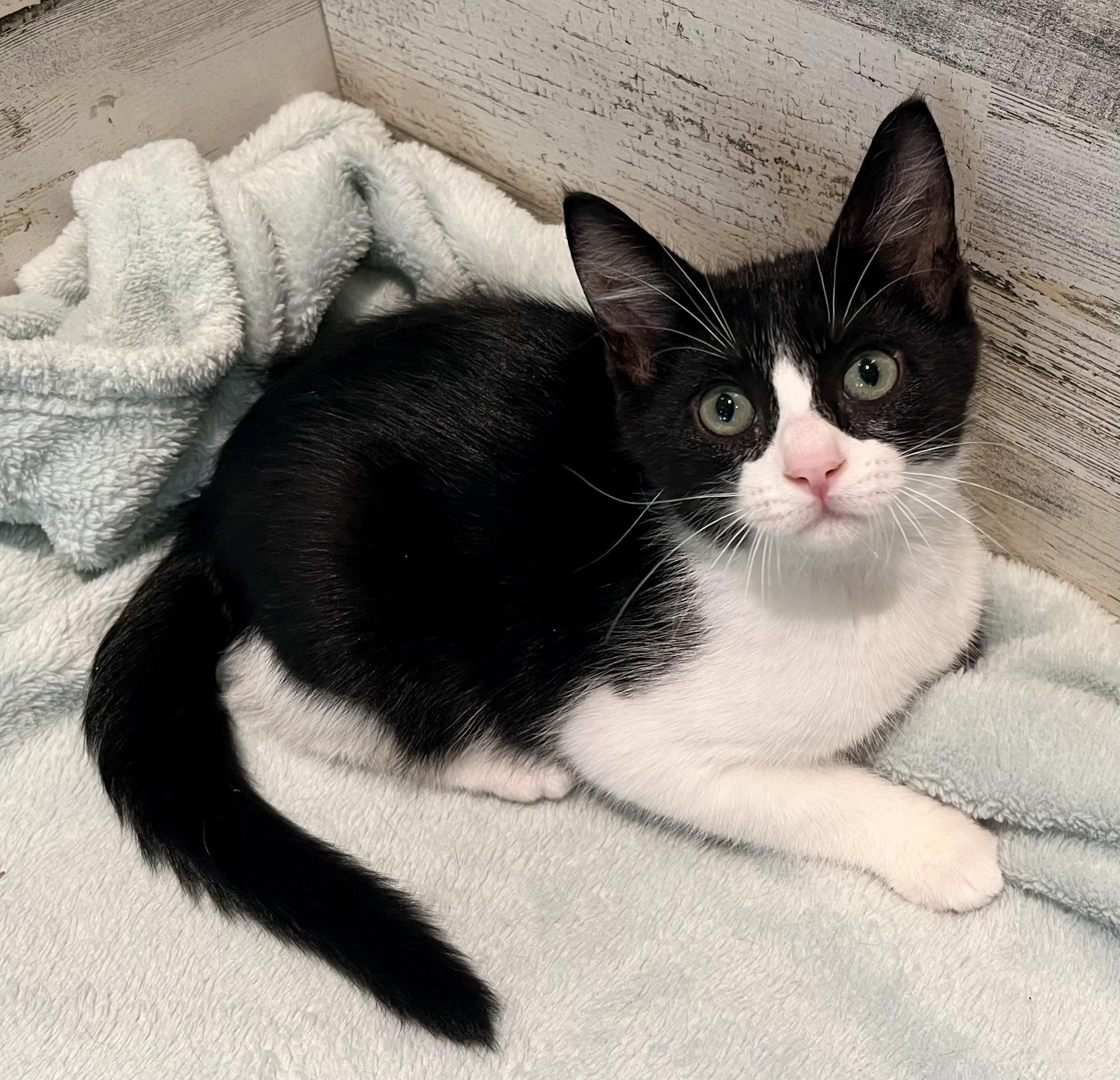Enlarge GI Joe, an adopted mixed breed in Rocky Hill, CT image 5/6