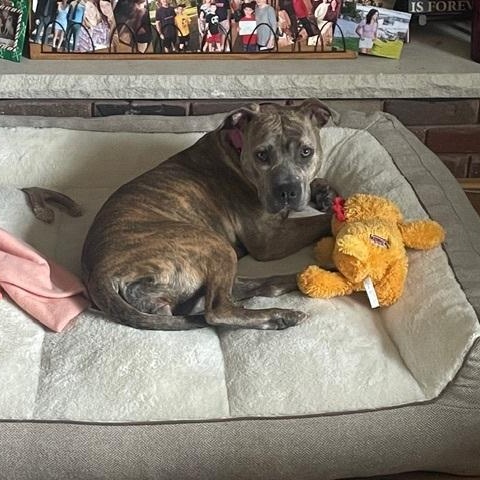 Enlarge Papaya, a ADOPTABLE Pit Bull Terrier in Peotone, IL image 4/4