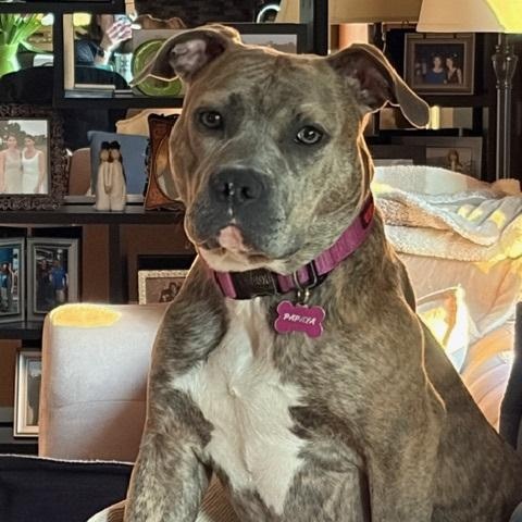 Enlarge Papaya, a ADOPTABLE Pit Bull Terrier in Peotone, IL image 1/4