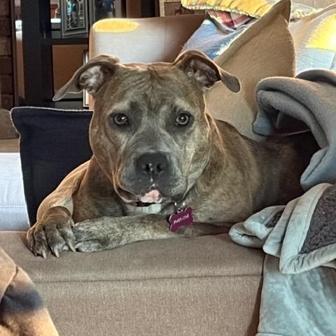 Enlarge Papaya, a ADOPTABLE Pit Bull Terrier in Peotone, IL image 3/4