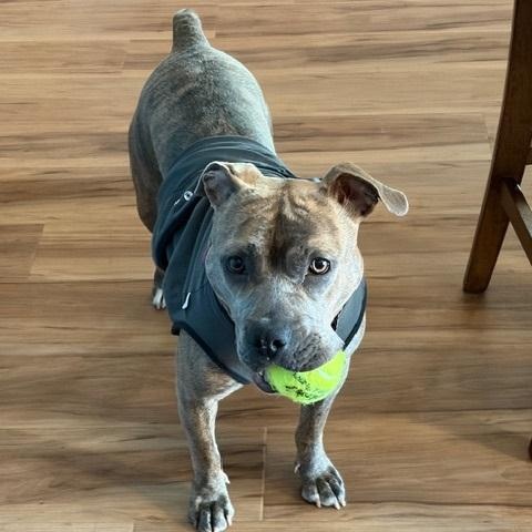 Enlarge Papaya, a ADOPTABLE Pit Bull Terrier in Peotone, IL image 2/4